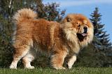 CHOW CHOW 418